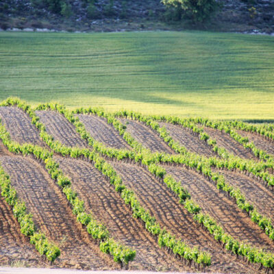 Ribera del Duero