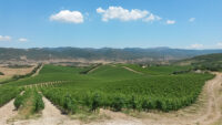 Agripunica