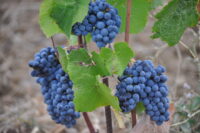 Podere San Cristoforo