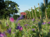Podere San Cristoforo