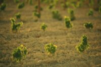 Podere San Cristoforo