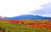 Grandes Vinos y Viñedos