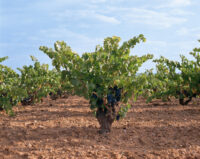 Grandes Vinos y Viñedos