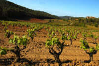 Vins del Massis