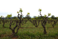 Vins del Massis