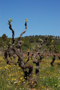 Vins del Massis