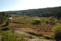 Vins del Massis