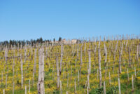 Tenuta Delle Macchie
