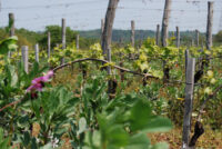 Tenuta Delle Macchie
