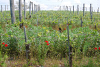 Tenuta Delle Macchie