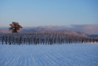 Tenuta Delle Macchie