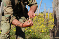 Tenuta Delle Macchie