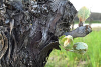 Tenuta Delle Macchie
