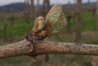 Tenuta Delle Macchie