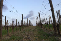 Tenuta Delle Macchie