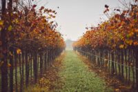 Cantina di Carpi e Sorbara