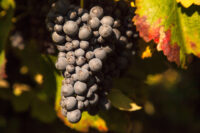 Cantina di Carpi e Sorbara