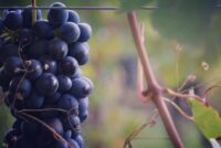 Vietti