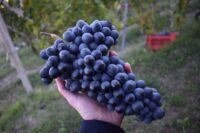 Vietti