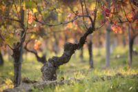 Vietti