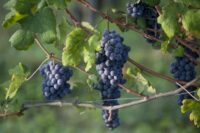 Vietti
