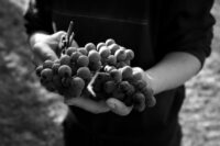 Vietti