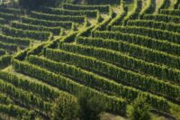 Vietti