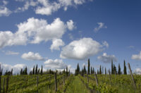 Querciabella
