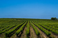 Herdade da Calada
