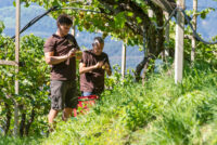 Terlano & Andrian