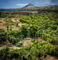 Companhia de Vinhos dos Profetas e Villões